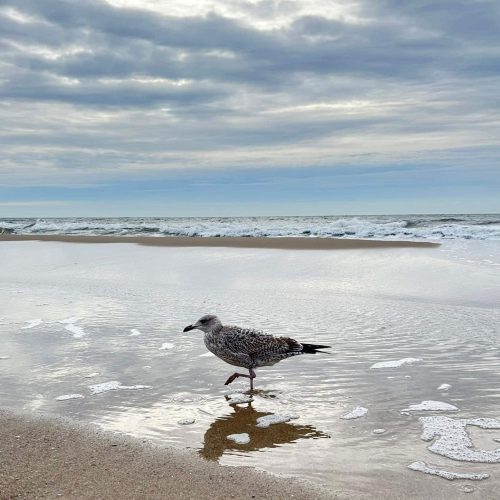 moewe-am-meer